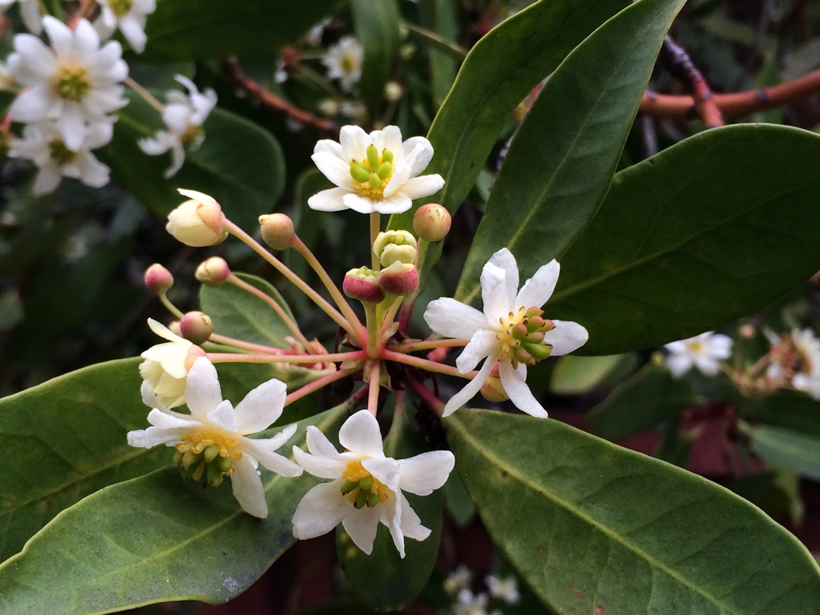 Представитель Семейства Winteraceae